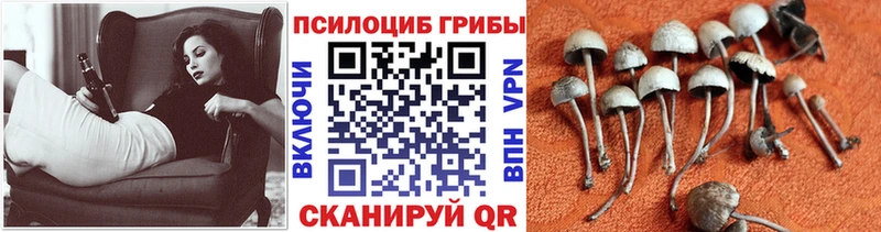 Псилоцибиновые грибы Magic Shrooms  что такое   Гусев 