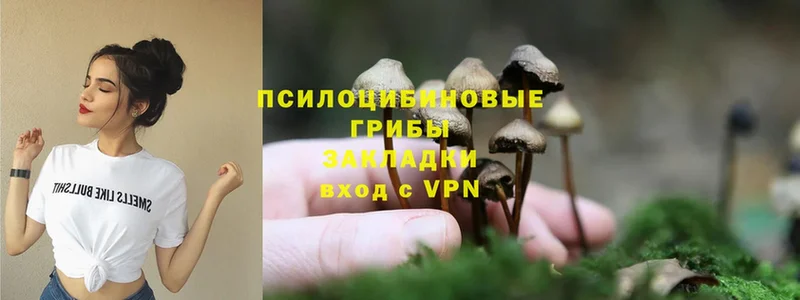 Псилоцибиновые грибы Psilocybine cubensis  купить наркотики цена  blacksprut tor  Гусев 